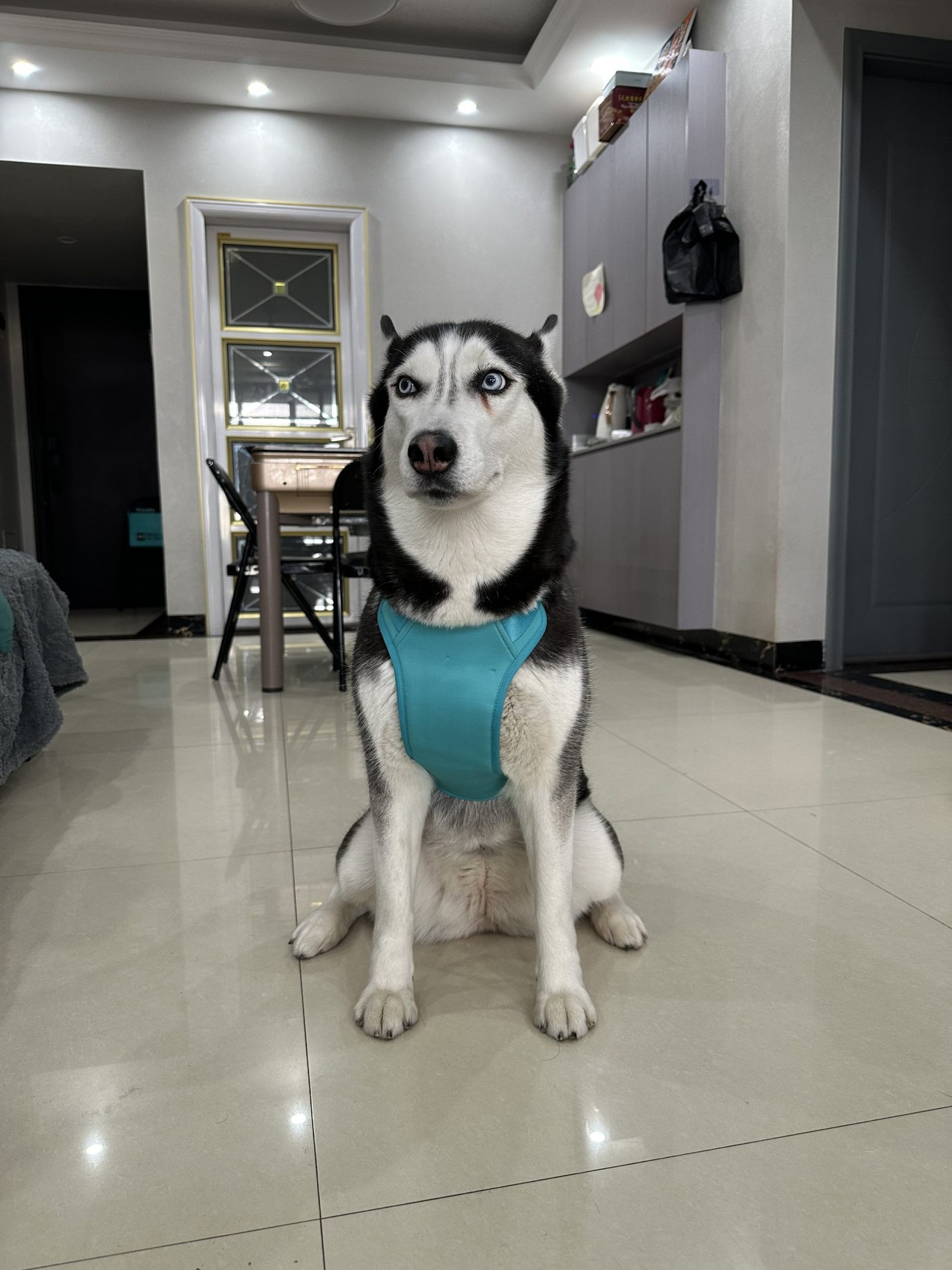 PEMF Therapy for Dogs PEMF Therapy for Dogs