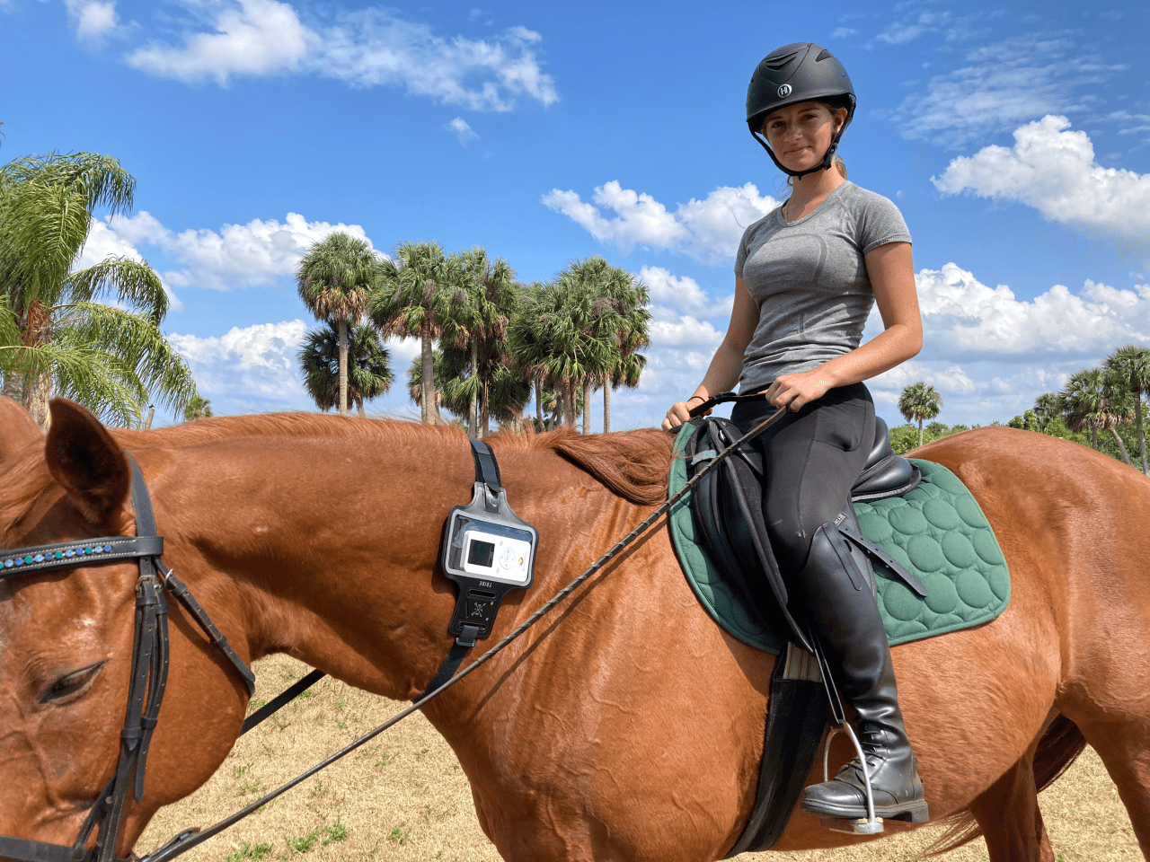 Horse PEMF Therapy Horse PEMF Therapy