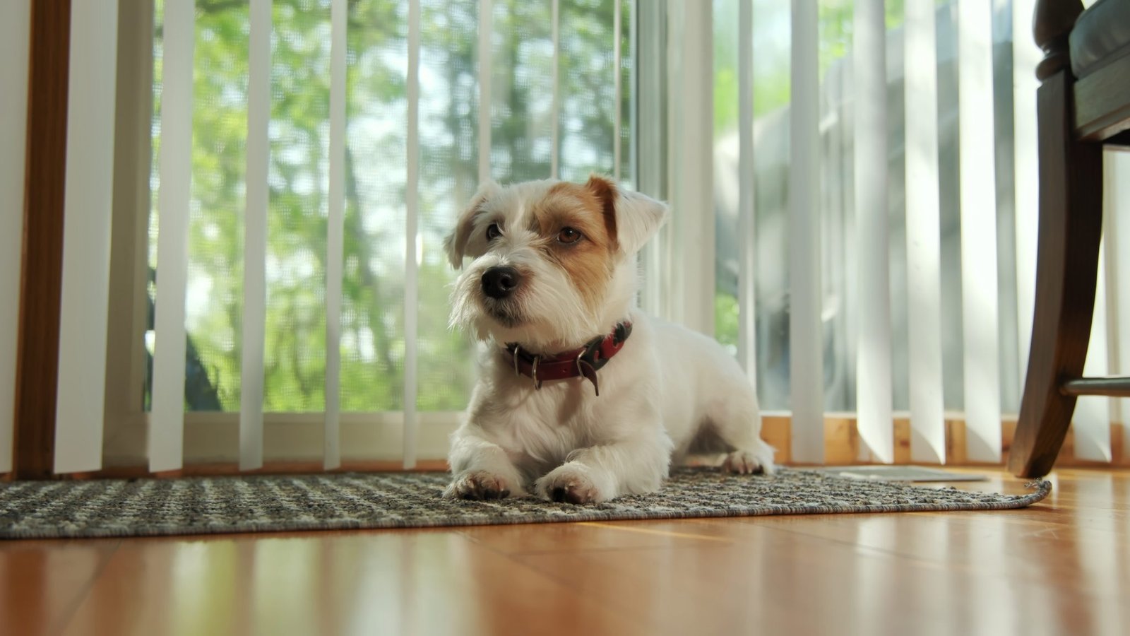 PEMF Therapy for Dogs PEMF Therapy for Dogs
