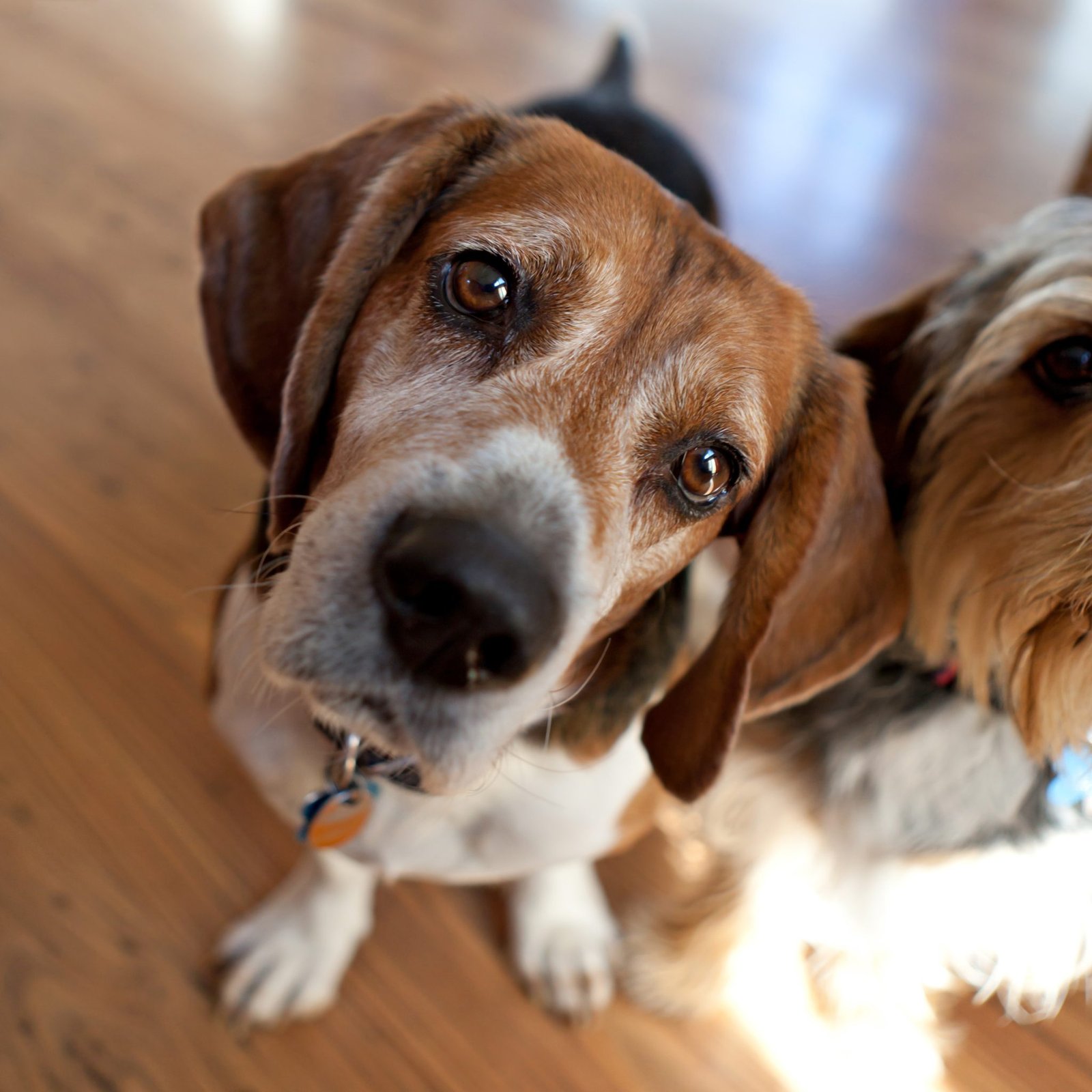 PEMF for Dogs PEMF for Dogs