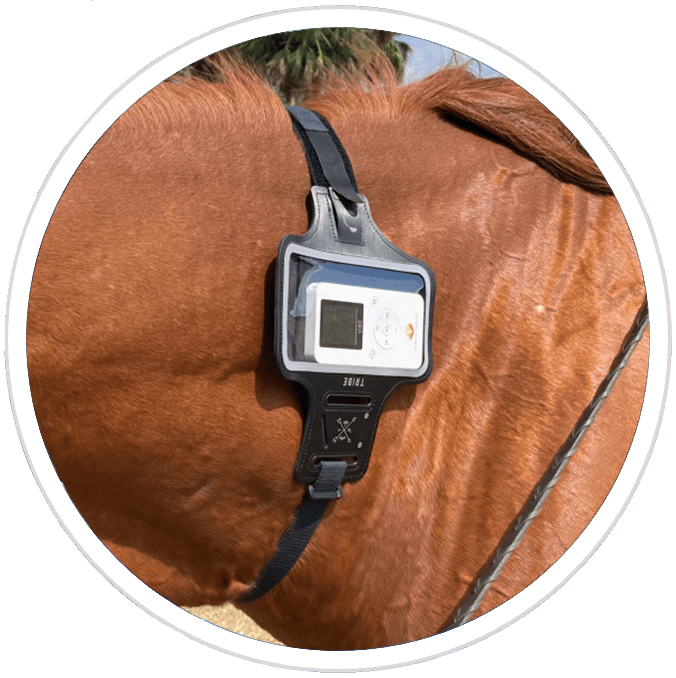 PEMF for Horses PEMF for Horses