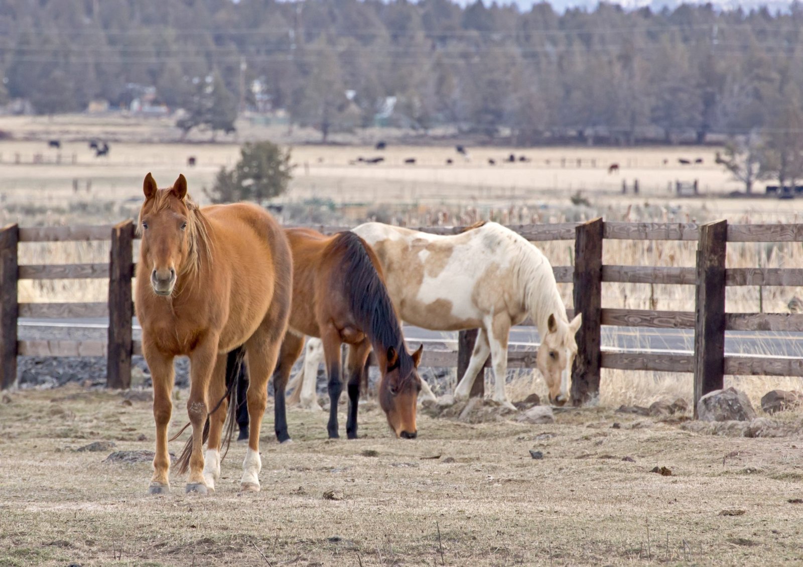PEMF for Horses PEMF for Horses